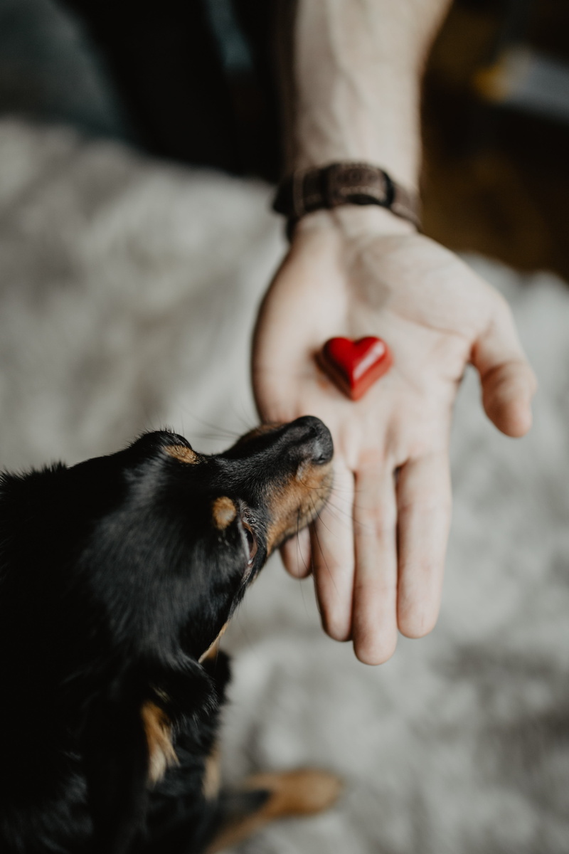 mammal, pet, nail polish, feline, heart, focus on foreground, domestic animals, treat, care, vertebrate, cat, love, finger, one animal, cute, human hand