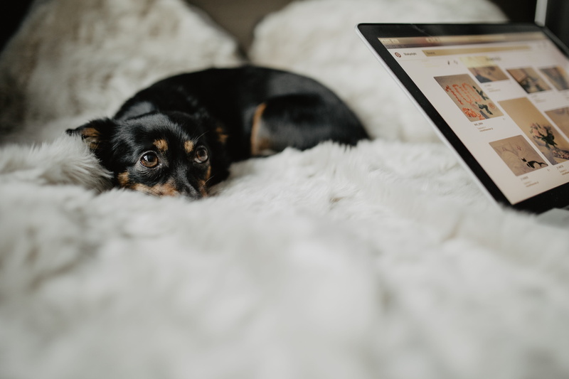 animal themes, hand, bed, cute, domestic, young animal, indoors, pets, canine, no people, selective focus, dog, portrait, one animal, mammal, lap dog, animal