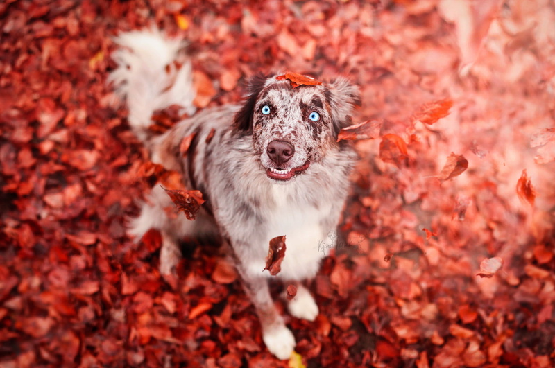 mammal, canine, portrait, fall, gray, pets, 1080P, colorful, looking at camera, running, animals, animal mouth, plant part, coated, leaves, people, small