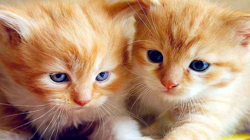 kittens, small, 4K, cats