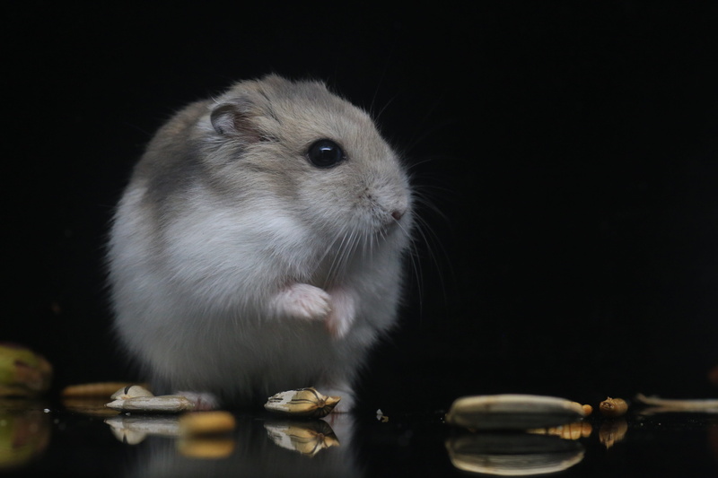 whisker, 5K, close-up, animal head, animal, animal wildlife, animal body part, small animals, food, animal eye, mammal, animal themes, hamster, rat, one animal