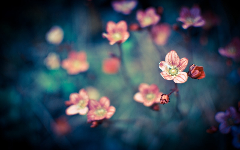 beauty In Nature, close-up, blossom, vibrant Color, green Color, no People, botany, small, pink, beauty, freshness, multi Colored, flowers, pink Color