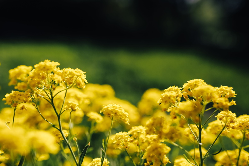 flowers, field, outdoors, 5K, fragility, yellow, plant, day, flowering plant, Small, summer, springtime, no People, rural scene, landscape, land, blooming
