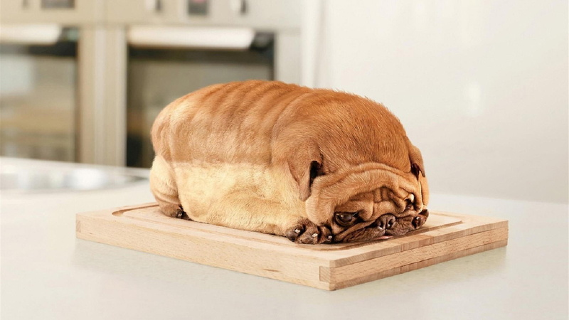funny, 1080P, bread, pug