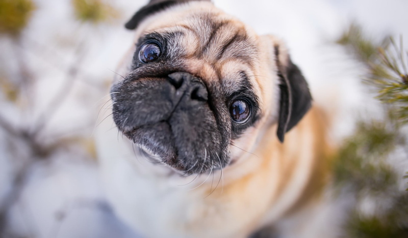 animal head, lap dog, face, no people, animals, animal eye, 1080P, pug , domestic, looking at camera, s, animal themes, domestic animals, pug, pets, animal body part