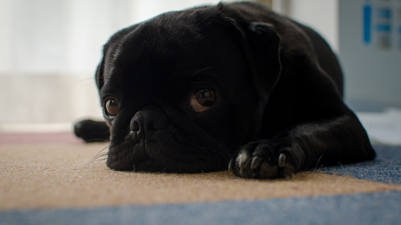 dog, 1080P, animals, pug
