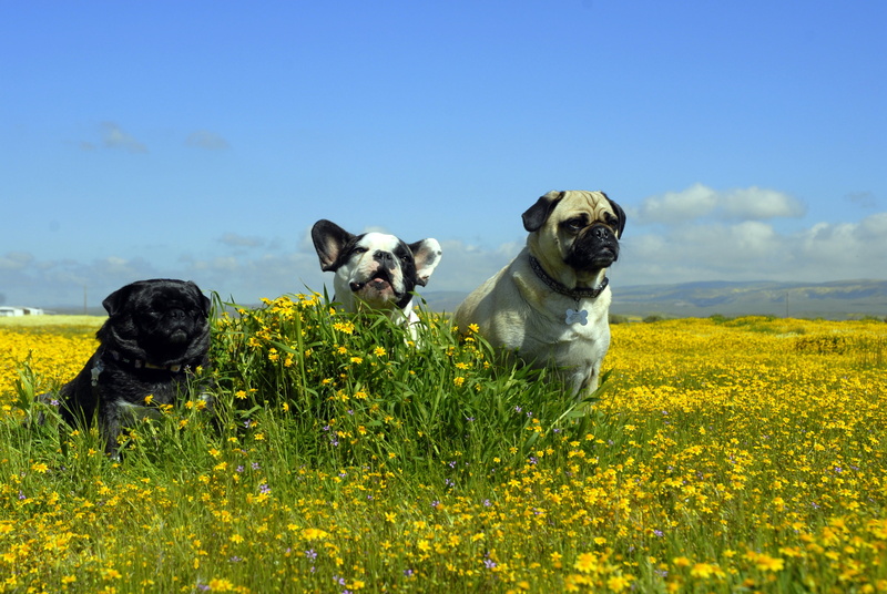 wildflowers, animal, flower, cute, carrizo, nature, field, daytime, dog, photo, blue sky, summer, clump, outdoors, french bulldog, background, pug, pugs