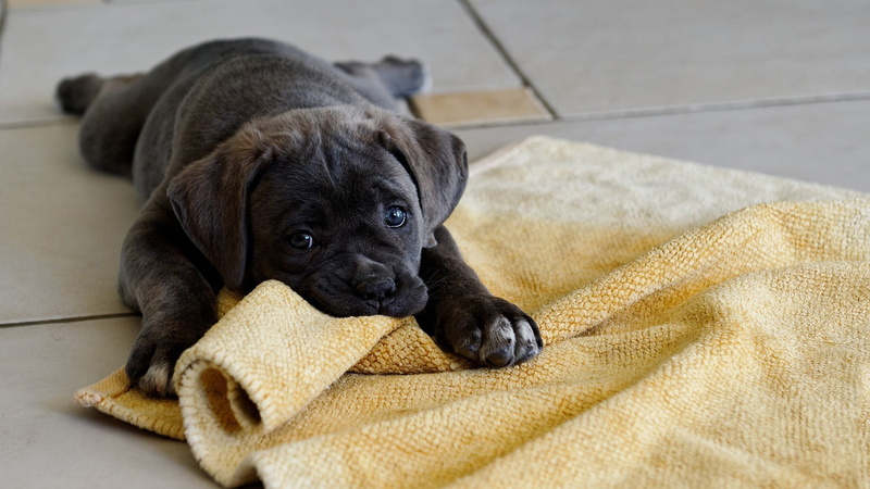 black, vertebrate, puppies, mammal, young animal, pets, indoors, one animal, animal themes, canine, black color, domestic animals, baby animals, no people