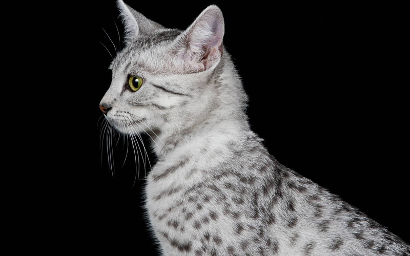 beautiful, cat, Egyptian Mau Cat, profile, mau, egyptian, look, gray, 2K