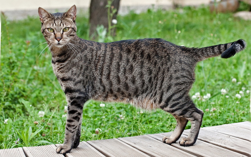 mau, wood, 1080P, cat, grass, beautiful, Egyptian Mau Cat, egyptian