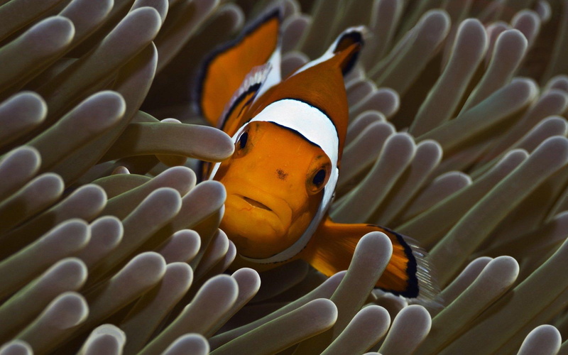 clownfish, animals, white, 1080P, reef, brown