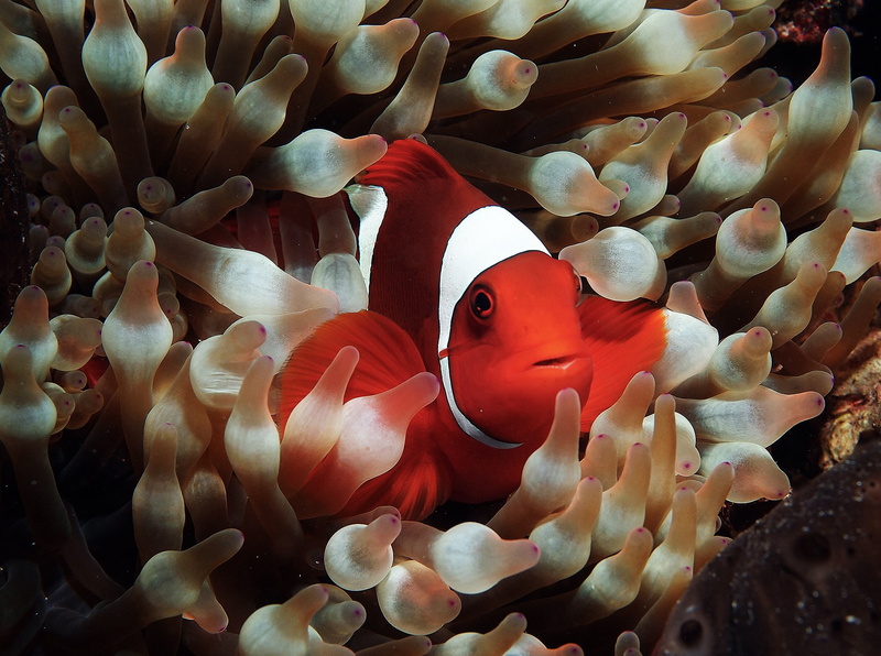 fish, clown fish, swimming, sea, beauty in nature, marine, animal themes, animal wildlife, underwater, group of animals, animals in the wild, 1080P, no people