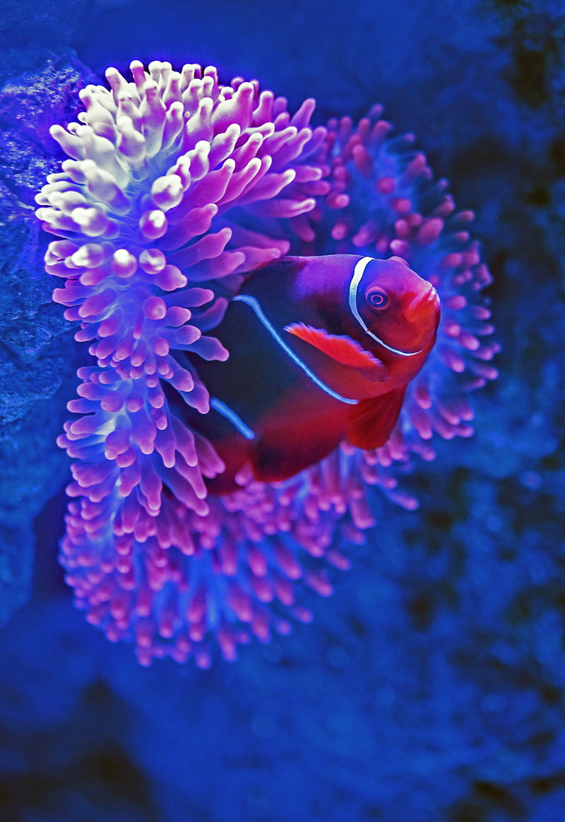 ocean, vulnerability, flower, marine, fragility, animals in the wild, sea life, beside, undersea, photography, underwater, nature, pink, sea, clownfish