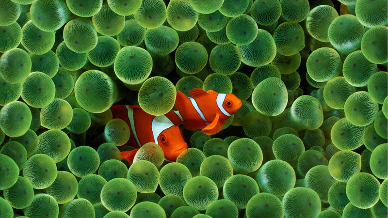 orange color, clown fish, sea life, undersea, 1080P, fish, invertebrate, animal, underwater, animals in the wild, fish sea anemones coral clownfish animals wildlife