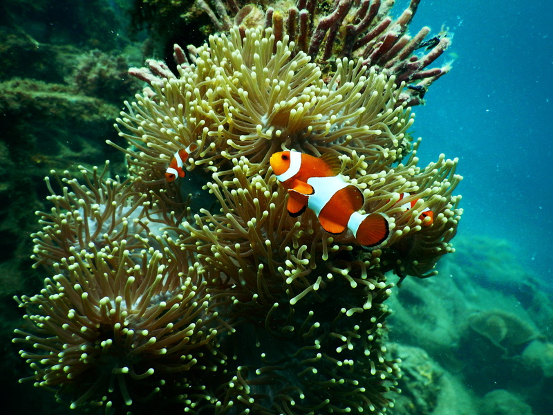 red, sea, undersea, underwater, diving, 4K, Clown fish, no people, animal themes, ecosystem, coral, scuba, sea animal, clownfish, animal wildlife, ocean