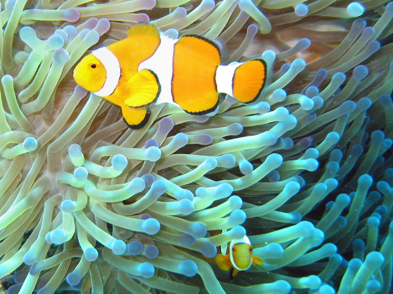 sea life, invertebrate, fish, sea anemone, group of animals, nature, photography, tropical, water, animal themes, coral, orange, animal wildlife, aquatic