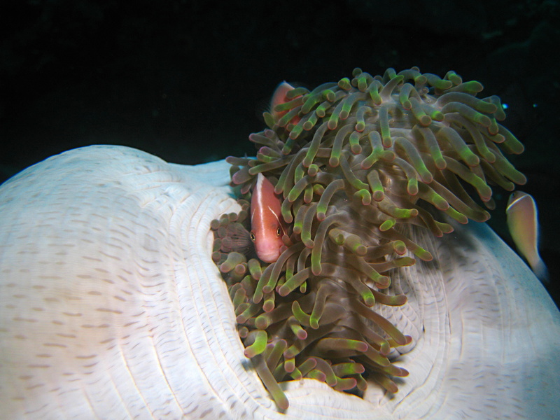 anemonefish, animal themes, 4K, saltwater fish, one animal, nature, no people, wildlife, beauty in nature, invertebrate, sea anemone, sea life, animals in the wild