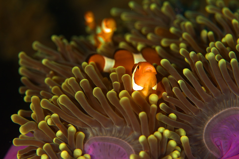 nemo, blue, fish life, sea Anemone, fish, clown, underwater, sea, animal, underwater fish, clown Fish, group, wildlife, sea life, anemonefish, reef, multi Colored