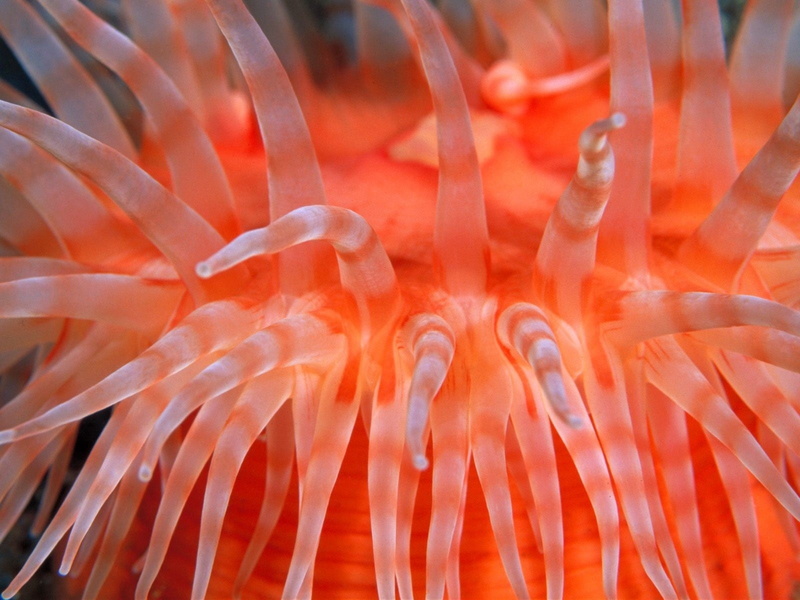underwater, water, reef, yellow, coral, nature, no people, orange, outdoors, tentacle, undersea, animal, multi Colored, close-up, fish, group of animals
