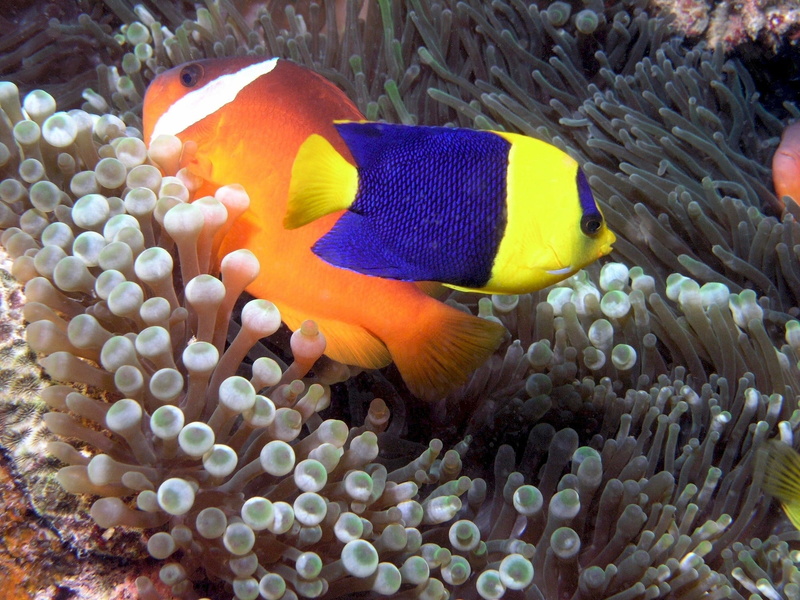 tropical, 1080P, sea life, purple, vertebrate, invertebrate, bicolor angelfish, multi Colored, animal wildlife, group of animals, ecosystem, blue, nature