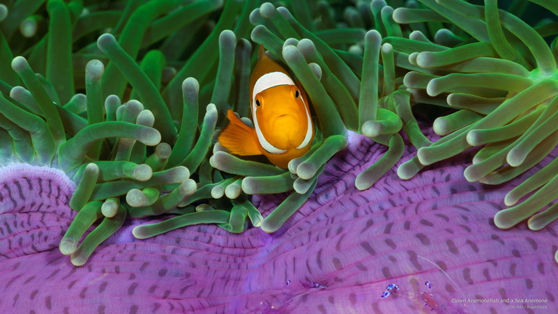 anemone, 2K, Ocean Life, clown, anemonefish, sea