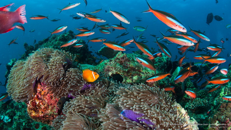 2K, blackfoot, Ocean Life, dash, surrounded, fusiliers, anemonefish, blue, maldives