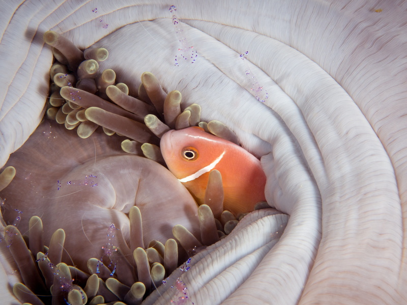 ocean, animal, animal wildlife, clownfish, close-up, indoors, aquapark, animals in the wild, animal eye, anenome, orange, eye, no people, nature, fish