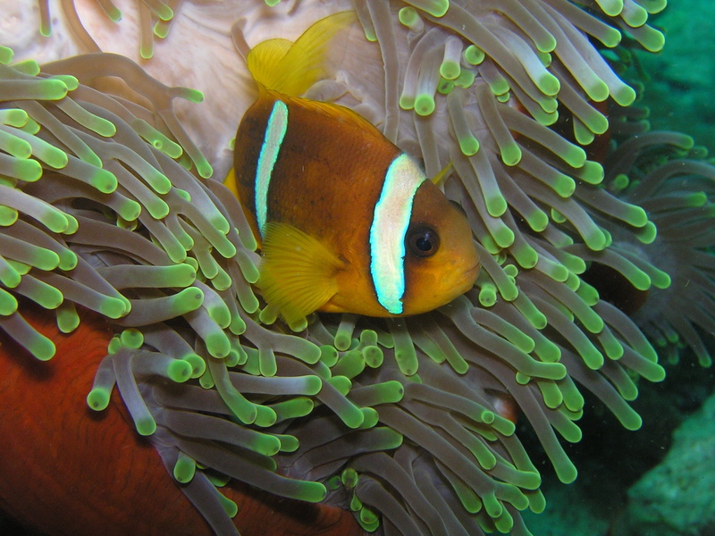 marine, animals in the wild, one animal, eritrea, animal wildlife, nemo, photography, 1080P, sea life, skunk Anemone Fish, invertebrate, red sea, diving