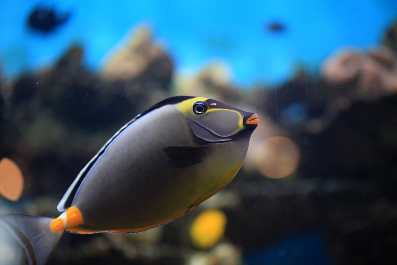 human body part, scuba Diving, blue, Ocean, Marine, coral, nature, anemonefish, close-up, animal, wildlife, reef, underwater, sea Life, hand, Fish, undersea
