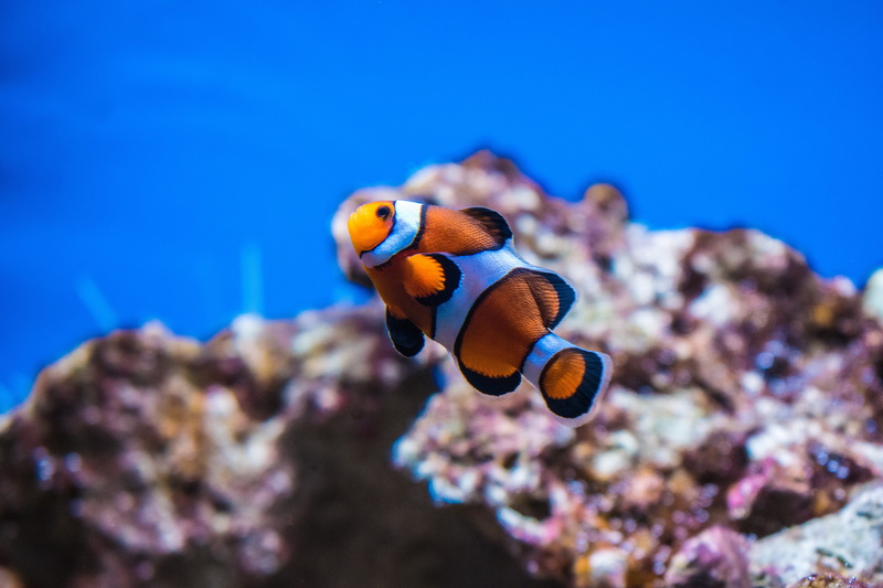 sea life, aquarium, photography, shallow, 5K, animals in the wild, water, sea, swimming, marine, undersea, clownfish, animal wildlife, animal, nature