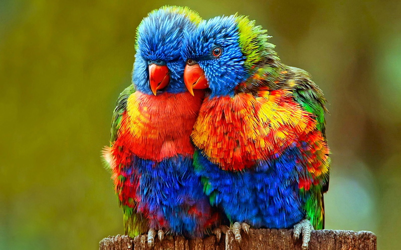 multi colored, day, animal wildlife, animal, close-up, nature, blue, animal eye, animal themes, parrots, focus on foreground, animals in the wild