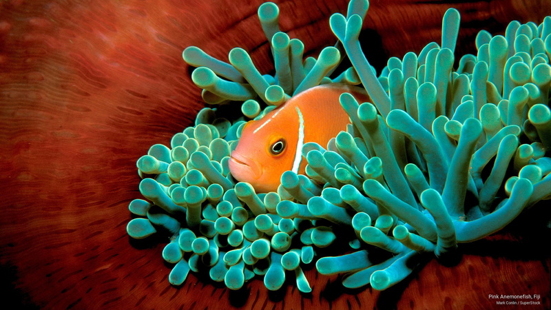 anemonefish, fiji, pink, 2K, Ocean Life