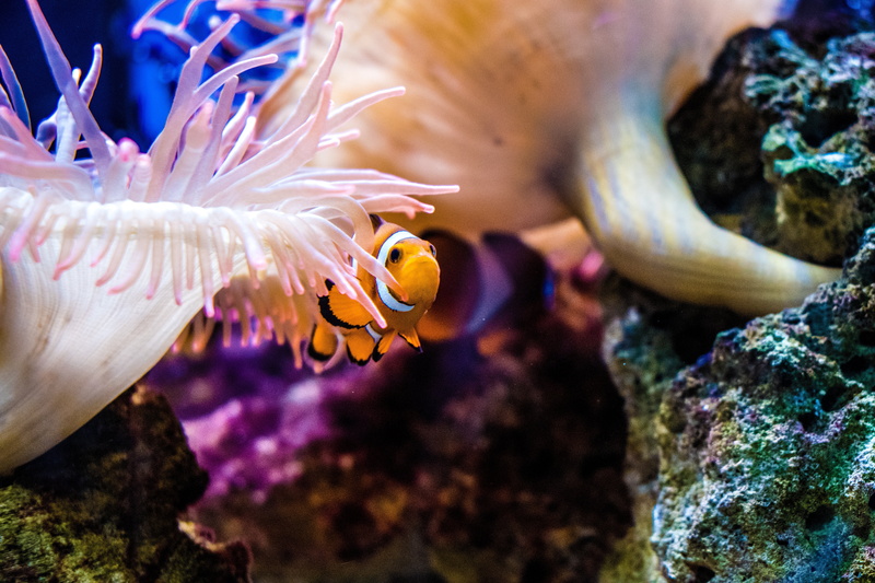 animal, clown, undersea, 5K, ecosystem, sea, sea life, close-up, animal themes, nature, one animal, no people, outdoors, underwater, clown fish, tank