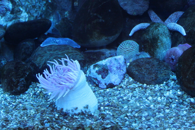marine, ecosystem, creatures, anemonefish, natural, anemone, coral, no people, animal wildlife, sea, fish, animal, sea animal, group of animals, life, aquarium