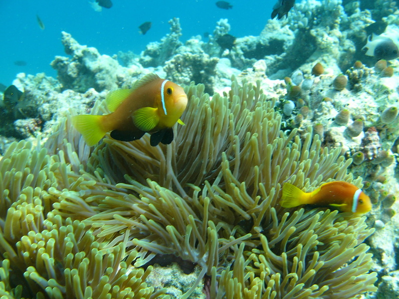 animal wildlife, sea life, maldives, animal, 1080P, blue, clown fish, nature, invertebrate, yellow, water, fish, sea, vertebrate, marine, undersea, animal themes