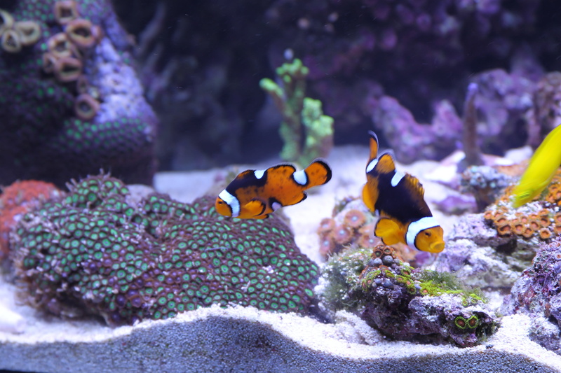 marine, purple, corals, orange, aquarium, tank, no people, clown fish, fish, fish tank, underwater, animals in the wild, coral, animal wildlife, sea, black