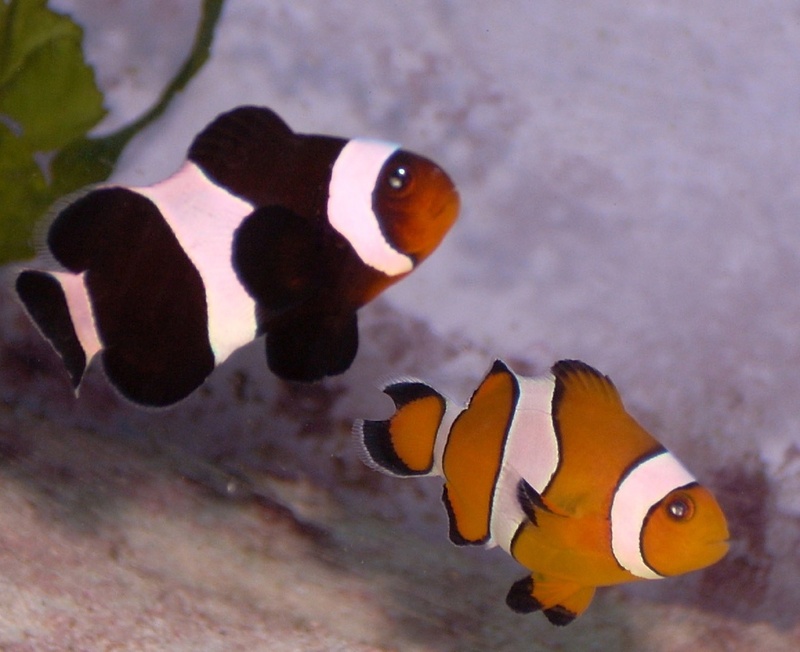 nature, tank, aquarium, underwater, vertebrate, sea, anemonefish, 1080P, orange, orange color, marine, black, sea life, animal themes, tropical, outdoors
