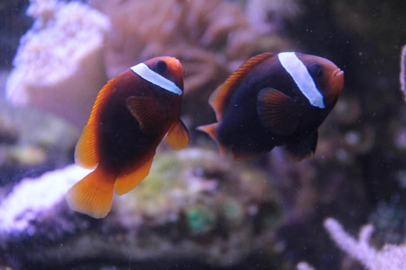 blue, two animals, marine, water, no people, anemonefish, animal, wildlife, animals in the wild, fish, aquarium, animal themes, sea, swimming, whisker