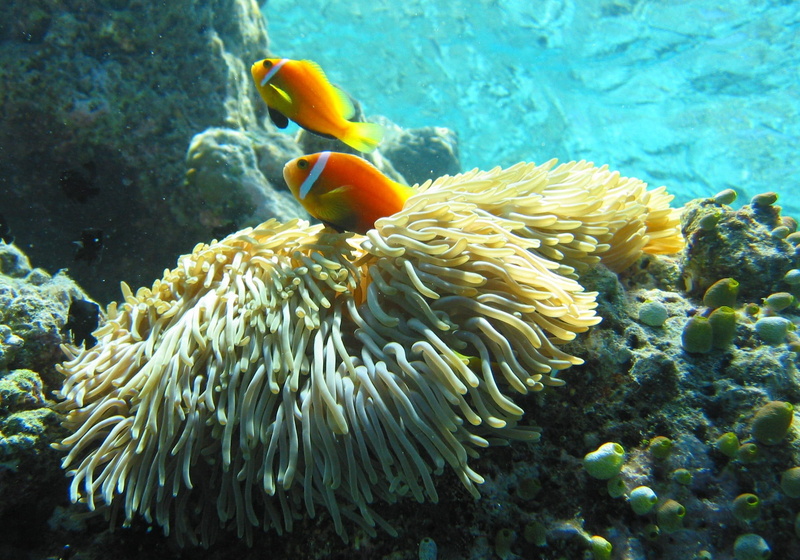 no people, sea life, orange, marine, animal themes, colorful, clown fish, sea, fish, tropical, beauty in nature, invertebrate, clownfish, ecosystem, undersea