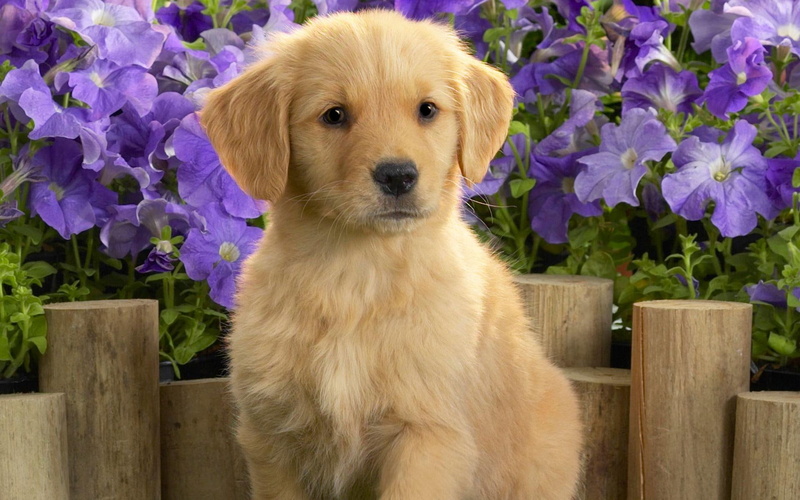cute animals, labrador, puppy, yellow, 1080P