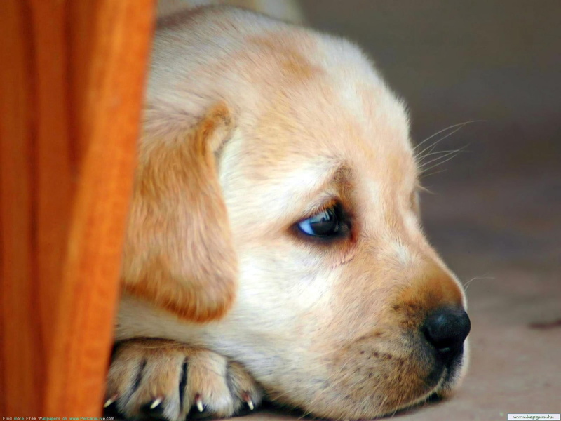 cutie, beige, puppie, puppy, animals, resting, cute, 1080P, labrador