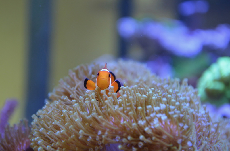 water, aquarium, animal wildlife, marine, multi Colored, nemo, scuba Diving, animal, coral, sea, purple, blue, nature, anemonefish, underwater, animal themes