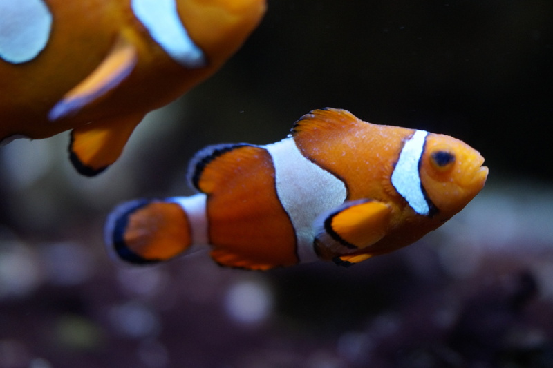 tropical Climate, blue, two, close-up, sea, nemo, animal, outdoors, coral reef, nature, sea animal, ocean, skunk Anemone Fish, underwater, clownfishes