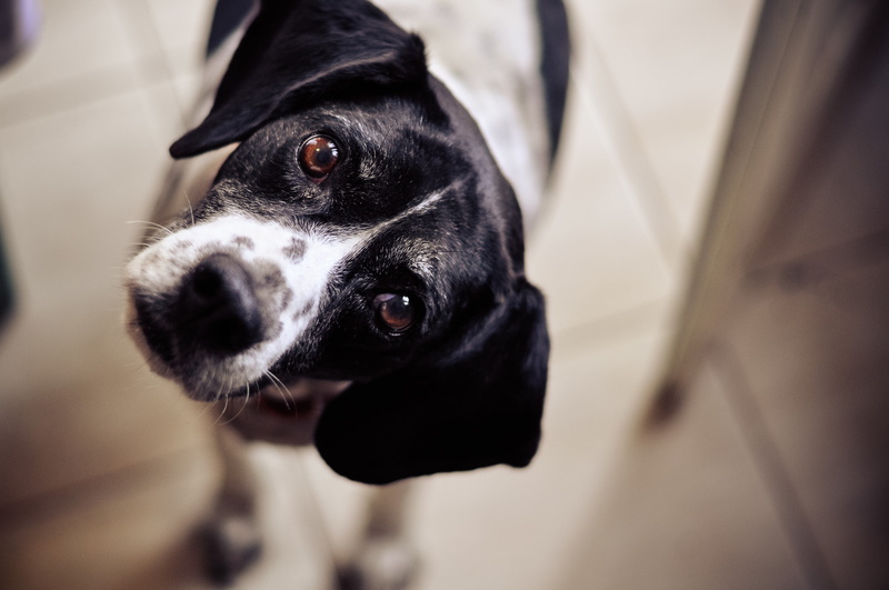 looking at camera, animals, canine, coated, one animal, indoors, animal head, animal themes, portrait, mammal, dog, domestic animals, short, pets, close-up