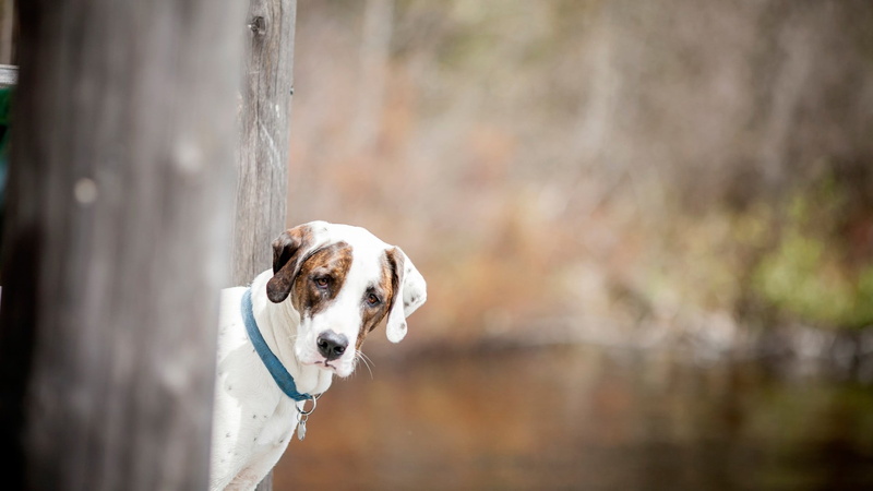 animals, 1080P, tree trunk, canine, outdoors, focus on foreground, dog, animal themes, portrait, tree, white, short, day, pets, mammal, wood - material