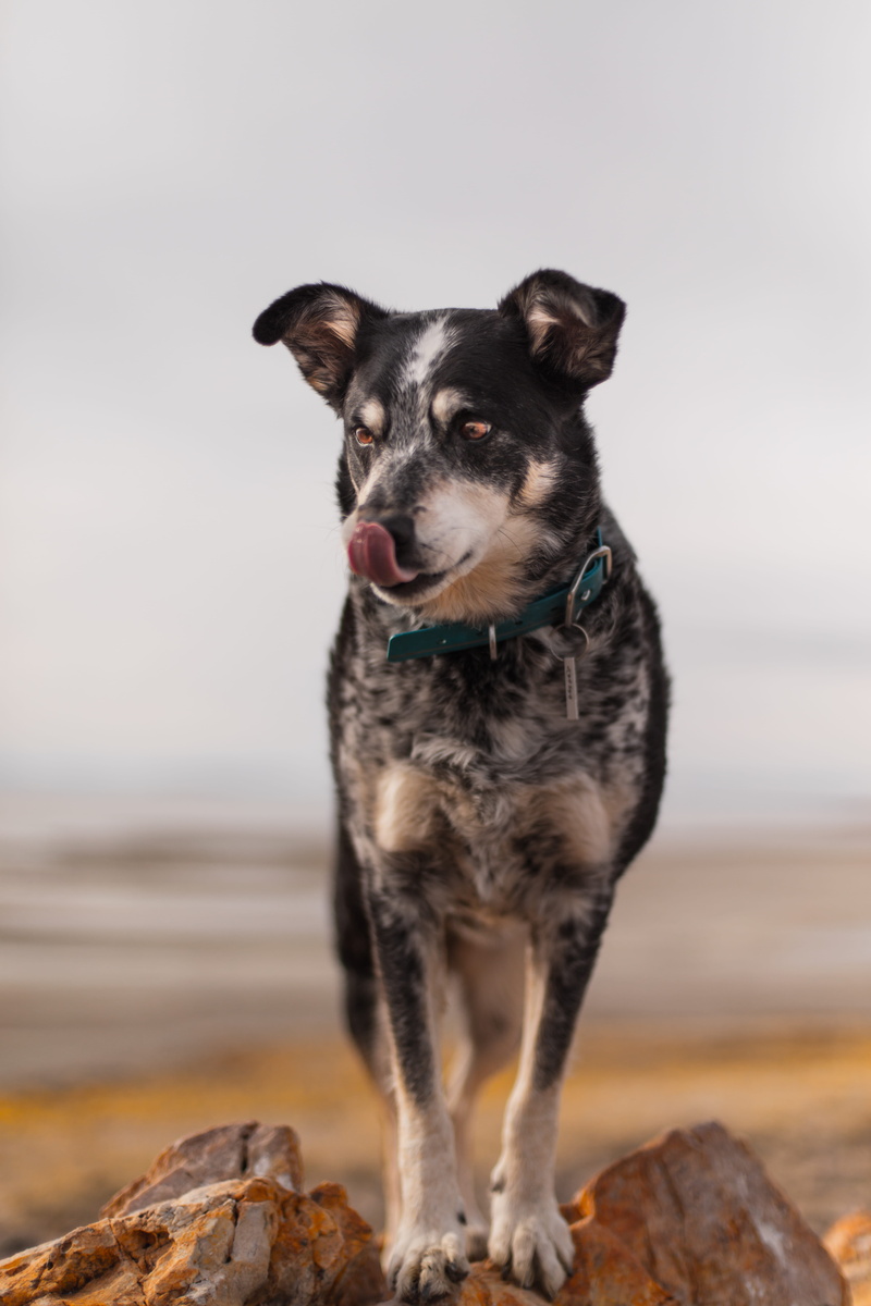 mouth, black, walkway, vertebrate, looking, short, cattle dog, tongue, fawn, patrick hendry, focus on foreground, pet, leash, one animal, dog, 8K, photography