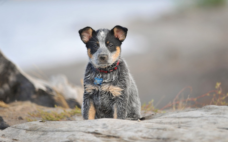 short, canine, nature, domestic animals, day, 720P, coated, pets, dog, jack russell terrier, vertebrate, rock, white, domestic, selective focus, animal