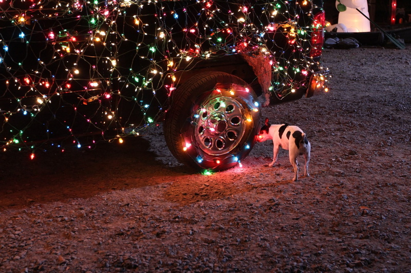 black, standing, 1080P, dog, decoration, short, glowing, real people, animals, motion, nature, outdoors, illuminated, white, car, coated, burning, long exposure