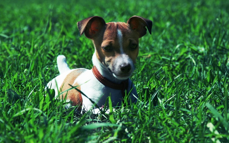 terrier, trawa, russell, animals, russel, 1080P, pies, zwierzeta, jack, white, tan