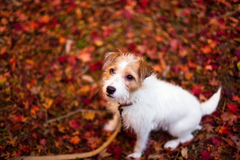 animal themes, looking, 1080P, leaf, domestic animals, pets, autumn, small, looking at camera, leaves, mammal, day, animal, jack russell terrier, animals